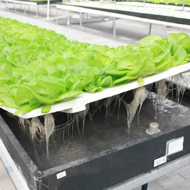 荆门市水培设备蔬菜大棚 - 方案